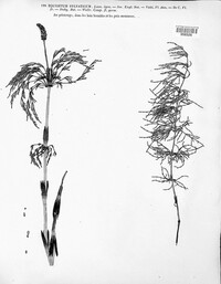 Equisetum sylvaticum image